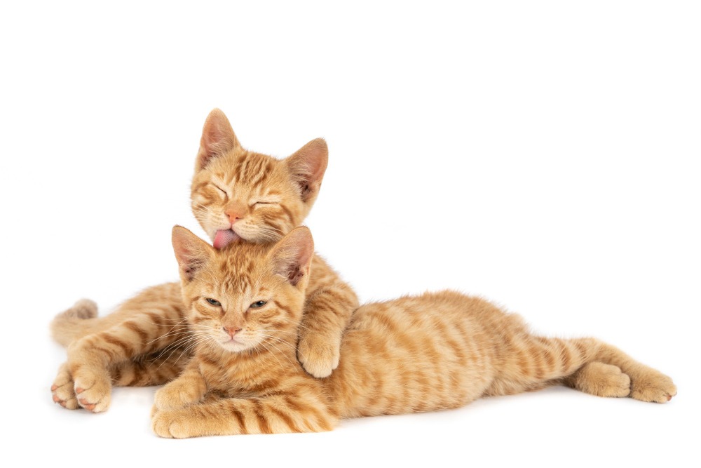 cara memelihara kucing di apartemen